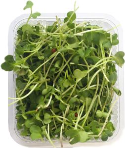 Green Radish Microgreen, Packaging Type : Plastic Container for Edible