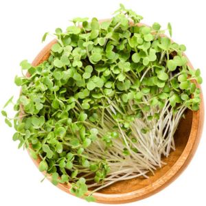 Kale Microgreen