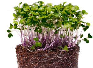 Kohl Rabi Microgreen