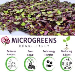 Microgreens Education Services