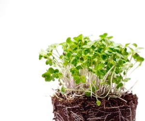 Pea Shoot Microgreen