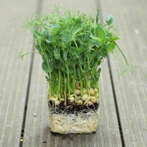 Pea Shoots Microgreen