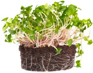 Purple Radish Microgreen for Salads, Sandwiches, Garnish