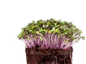 Red Cabbage Microgreen