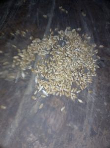 wheat seeds