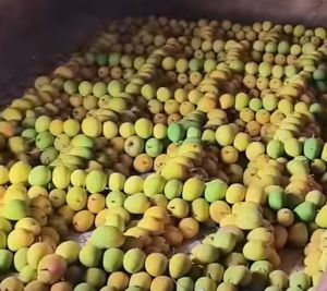 Natural A Grade Alphonso Mango, Packaging Size : 5Kg, 10Kg