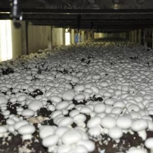 Organic Fresh Button Mushroom, Color : White for Cooking, Salads