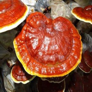 Fresh Ganoderma Mushroom, Color : Reddish-brown, Grade : Organic