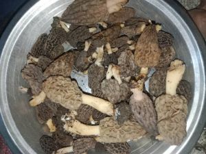 Organic Dried Guchi Mushroom, Packaging Size : 5-25kg For Cooking
