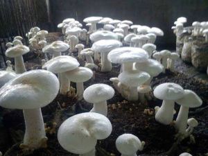 Organic Fresh White Milky Mushroom, Packaging Size : 5-25kg