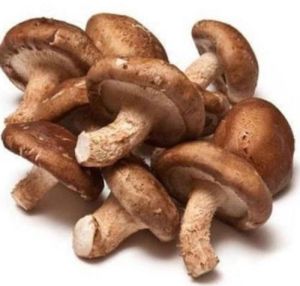 Organic Fresh Shiitake Mushroom, Color : Light Brown