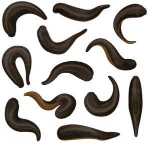 Leech Suplier in Delhi