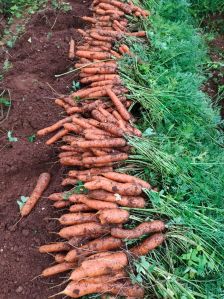 Fresh Ooty Carrot