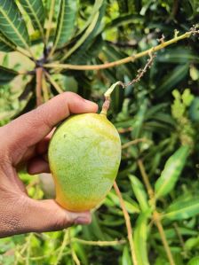 Kesar Mango