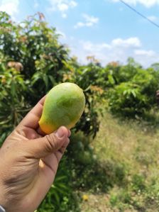 Kesar Mangoes