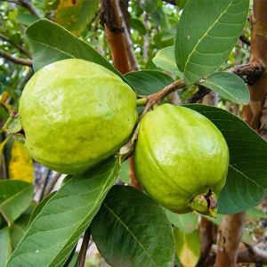 L-49 Guava Plants