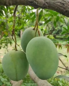 Langra Mango Plants