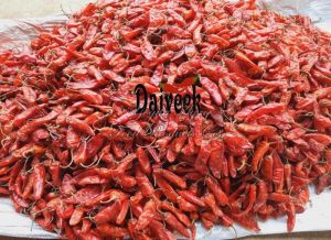IPM Red Chilli