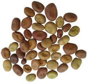 Hybrid Broad Bean Seeds