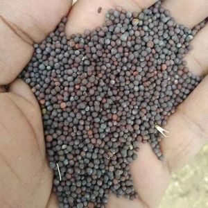 Hybrid Mustard Seeds