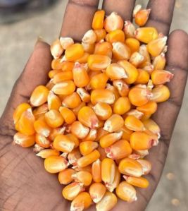Maize