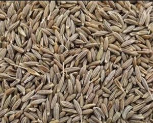 Cumin Seeds