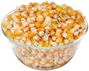 A Grade Dried Corn Seed