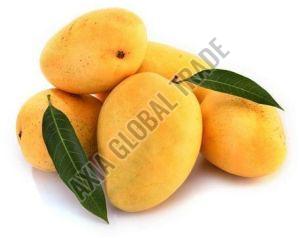 Fresh Yellow Kesar Mango