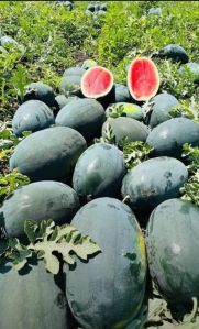 Water Melon