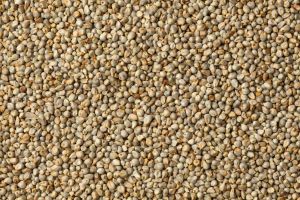 Bajra Seeds