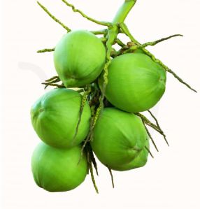 Tender Green Coconut