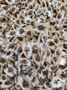 Drumstick Seeds