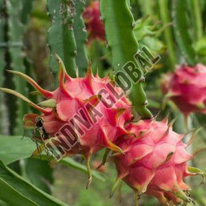 Dragon Fruit