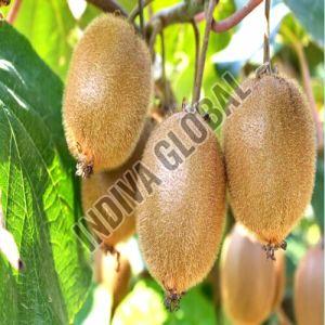 Fresh Kiwi