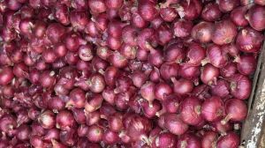 Natural Fresh Red Onion, Shape : Round, Form : Whole
