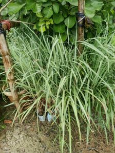 Organic Lemon Grass Plant, Color : Green