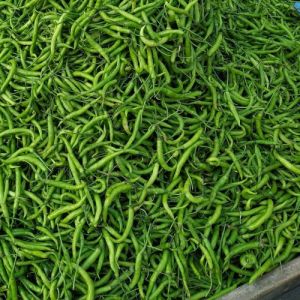 Fresh Green Chilli, Packaging Type : PP Bag, Packaging Size : 25Kg