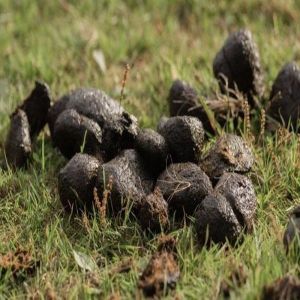 Agriculture Raw Donkey Dung