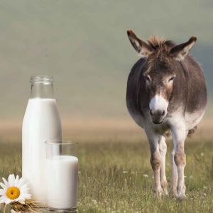 Premium Donkey Milk