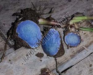 Black Turmeric