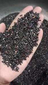 Black Rice
