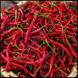 Fresh Red Chilli