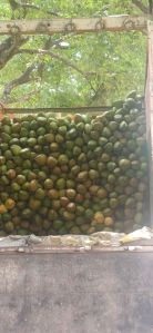 Tender Green Coconut