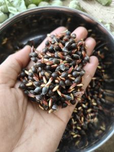 Agarwood Seeds