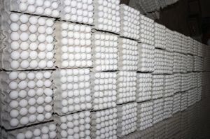 White Chicken Egg, Packaging Type : Carton, Bulk