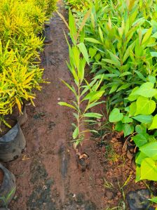 Plant Saplings