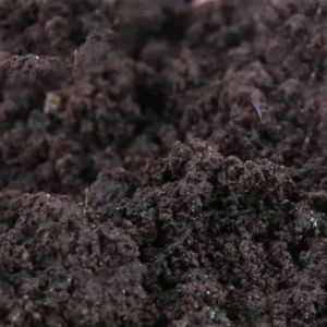 Vermicompost