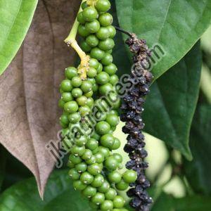 Organic Black Pepper Oil