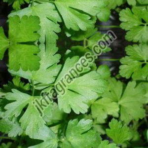 Organic Coriander Oil