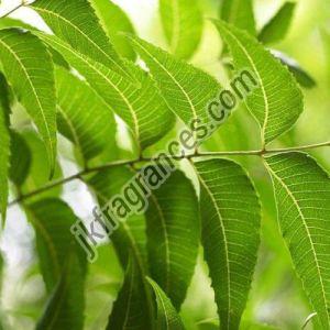 Organic Neem Oil